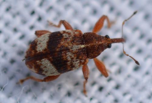 Réf. 306 064 : Anthonomus pedicularius